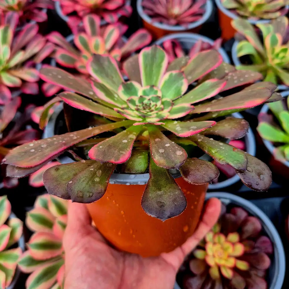 Aeonium ’Black King Kong’ variegado