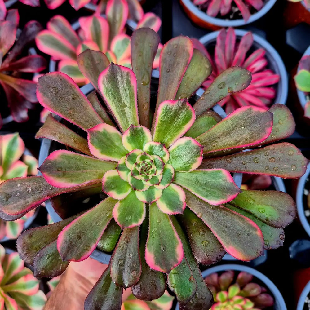 Aeonium ’Black King Kong’ variegado