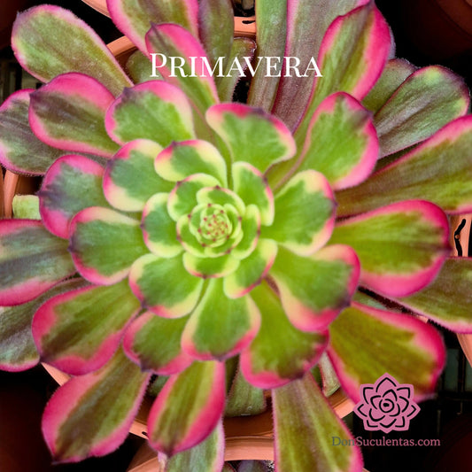 Aeonium ’Black King Kong’ variegado