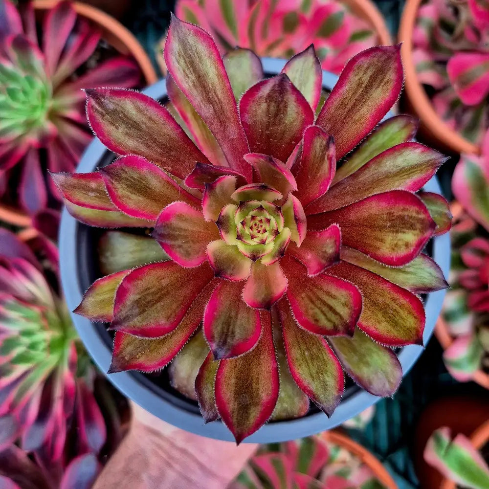 Aeonium ’Black Peony’ variegado
