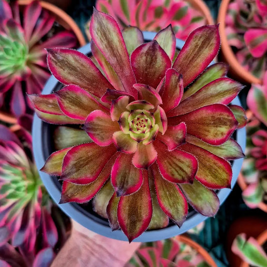Aeonium ’Black Peony’ variegado