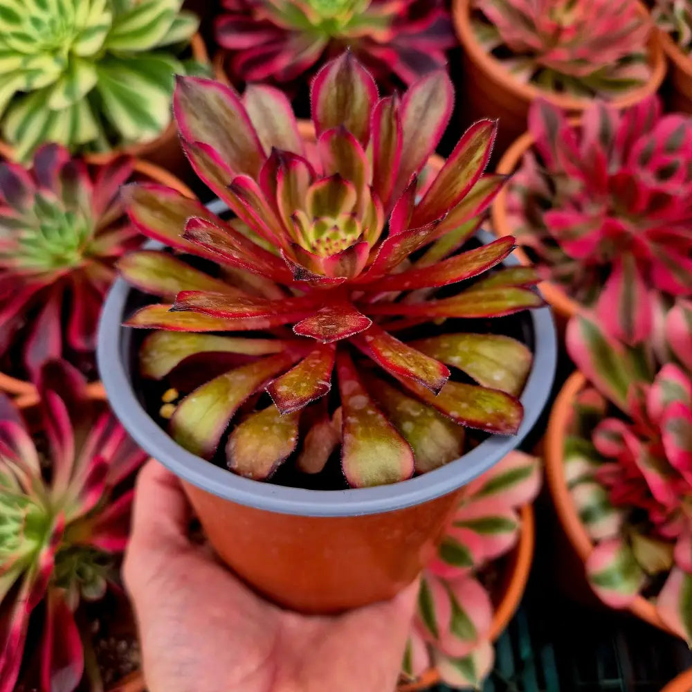 Aeonium ’Black Peony’ variegado