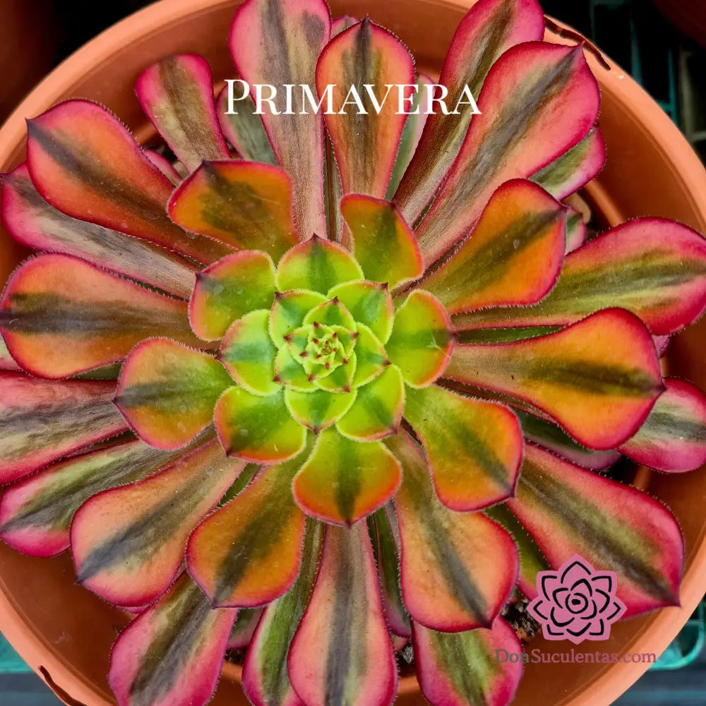 Aeonium ’Black Swan’ variegado