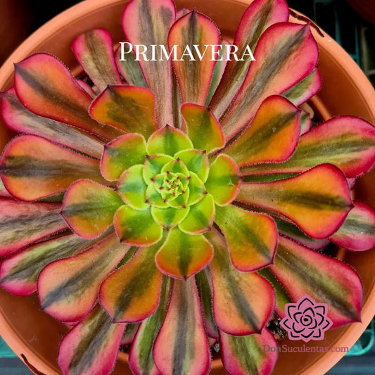 Aeonium ’Black Swan’ variegado