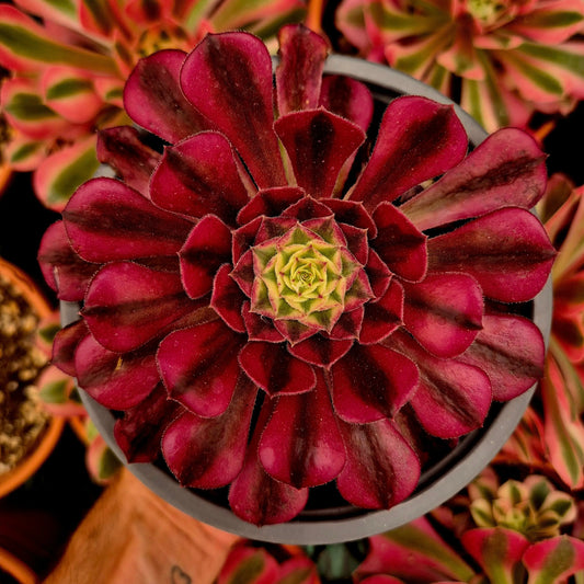 Aeonium ’Black Swan’ variegado