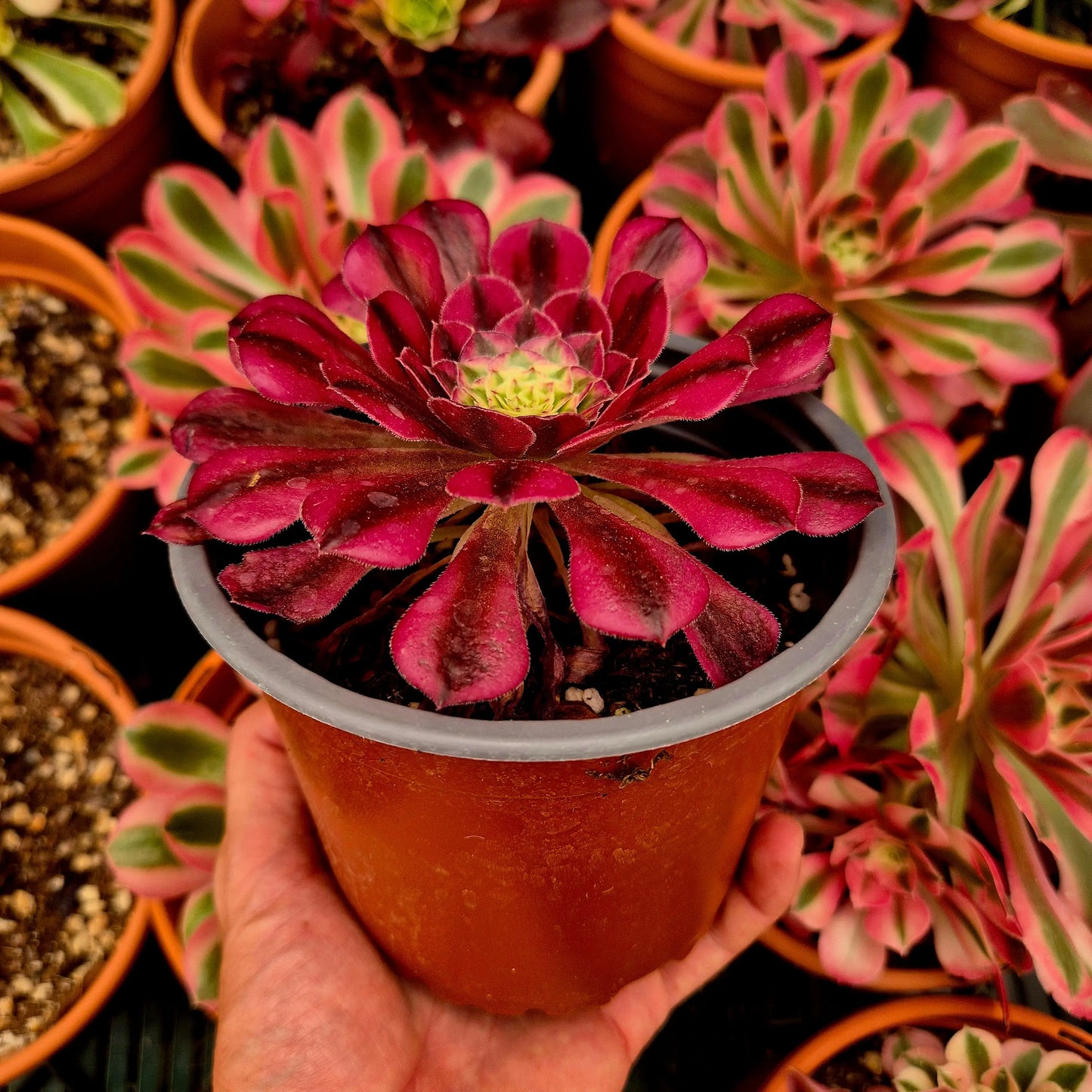 Aeonium ’Black Swan’ variegado