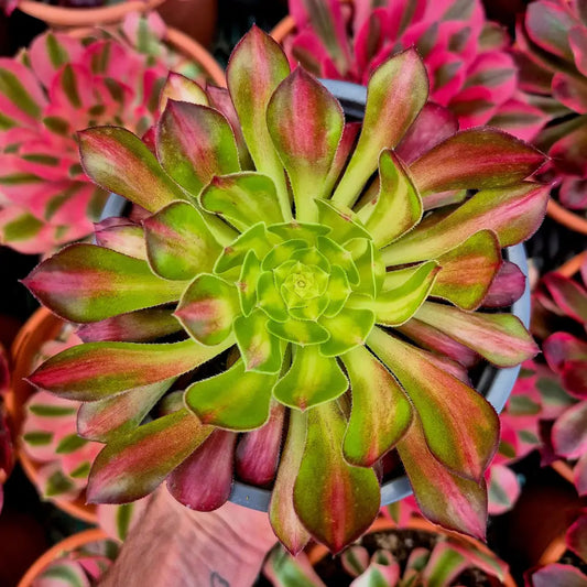 Aeonium ’Bronze Face’ variegado