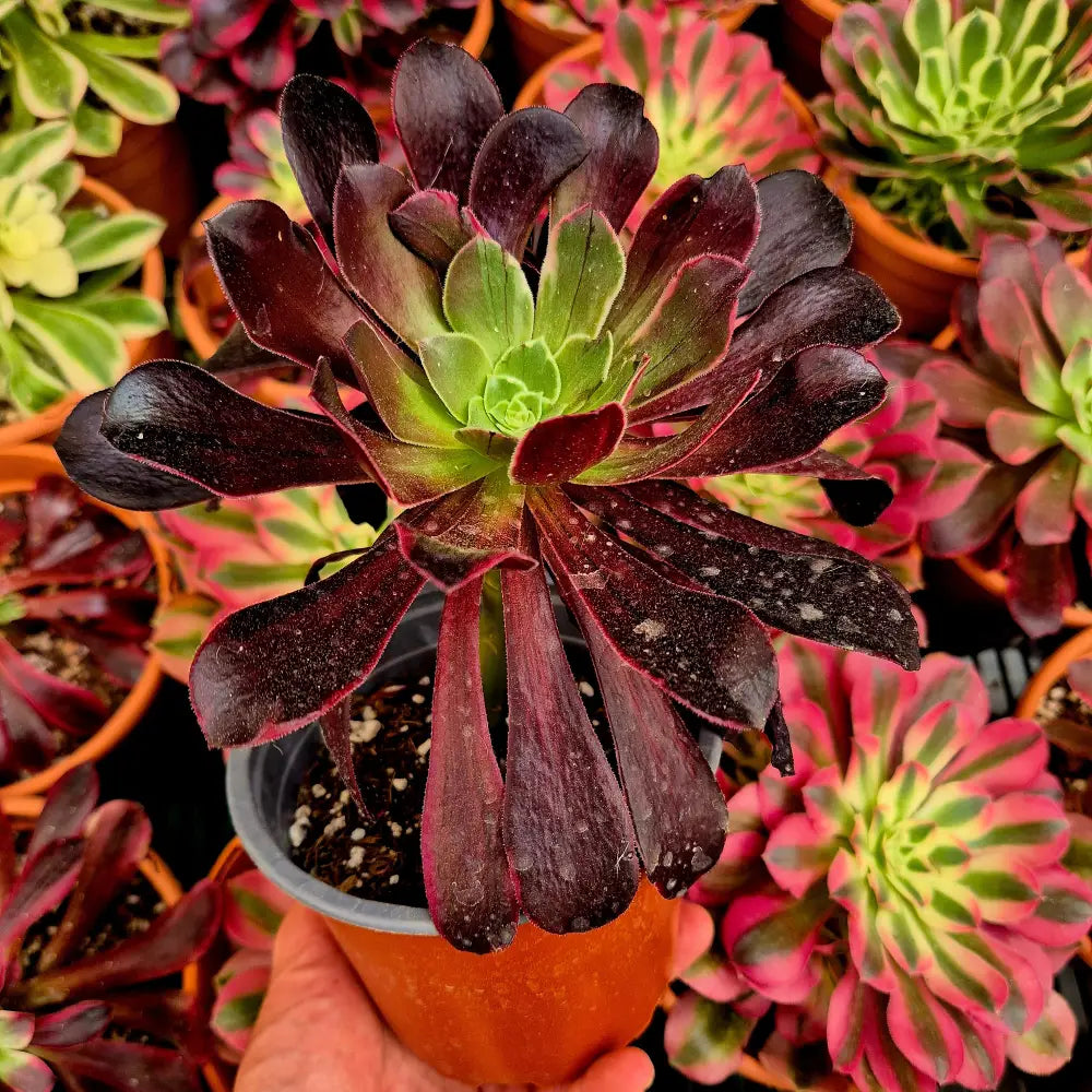 Aeonium ’Canary’ variegado