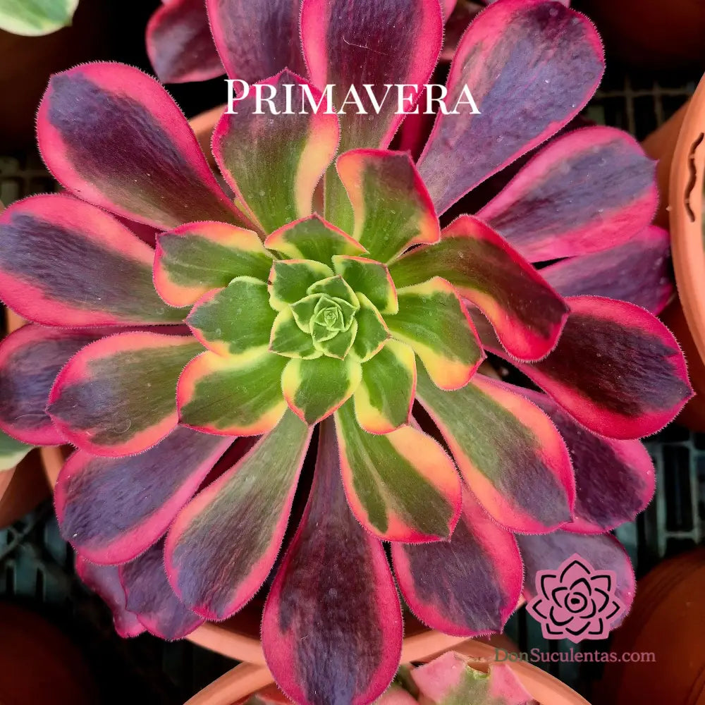 Aeonium ’Canary’ variegado
