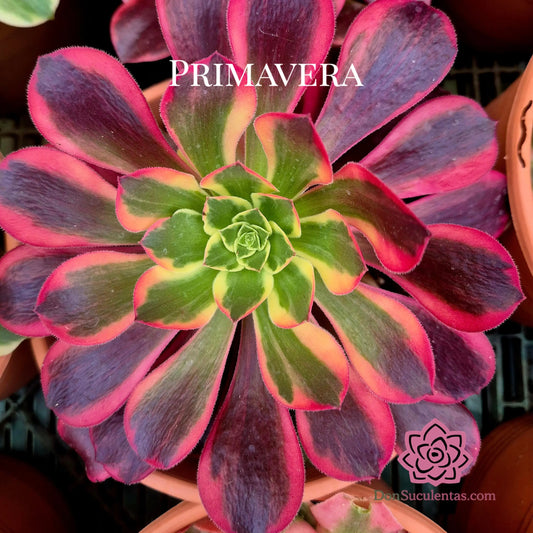 Aeonium ’Canary’ variegado