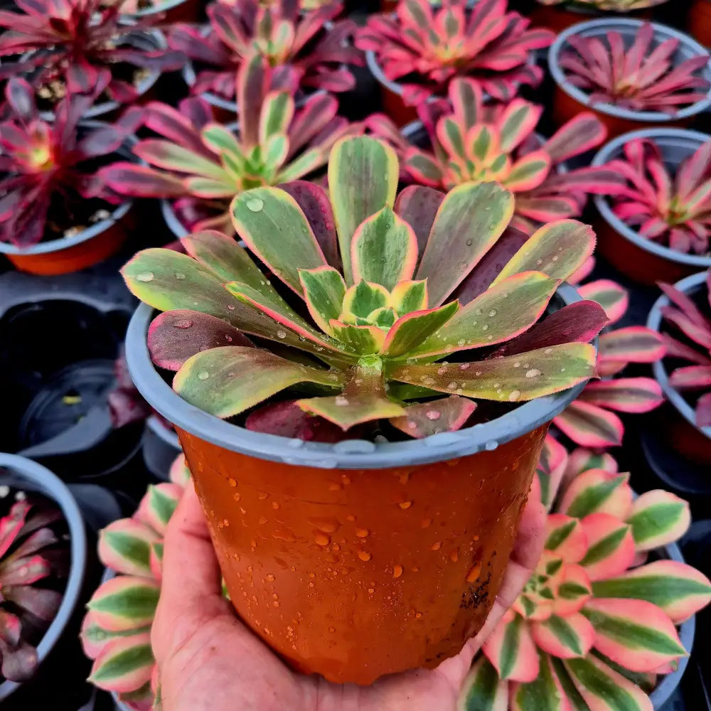 Aeonium ’Canary’ variegado