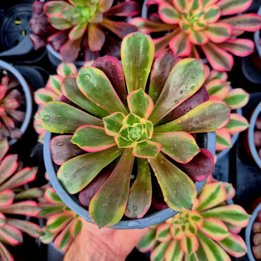 Aeonium ’Canary’ variegado