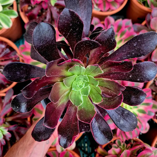 Aeonium ’Canary’ variegado