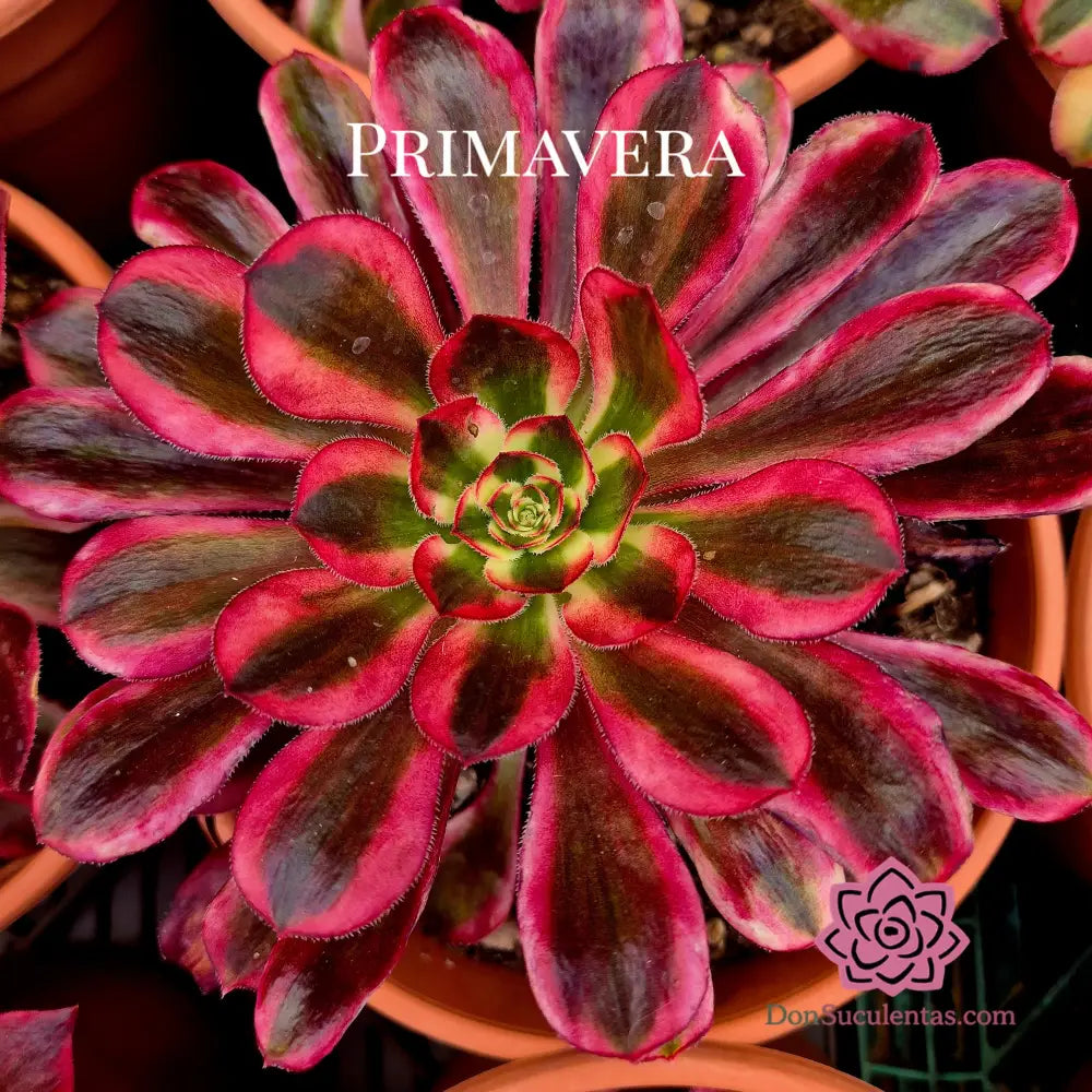 Aeonium ’Chanel’ variegado