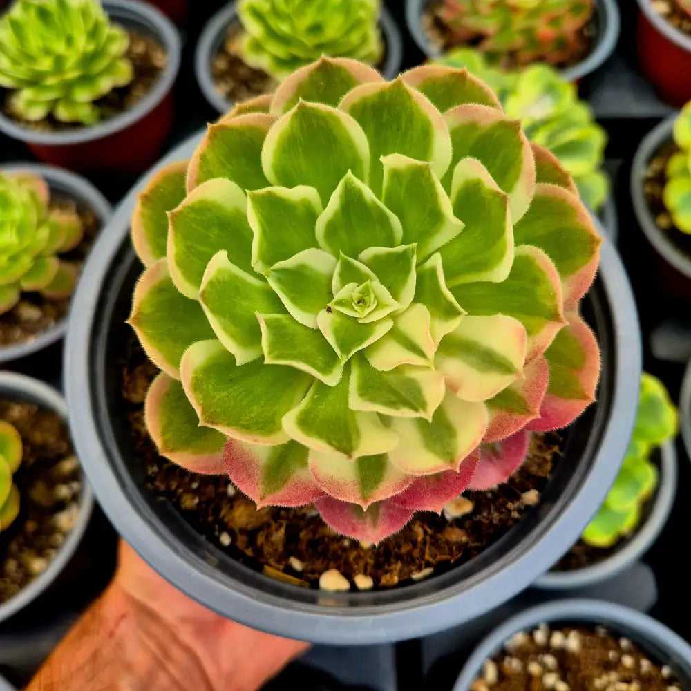 Aeonium ’Cloud Lotus’ variegado