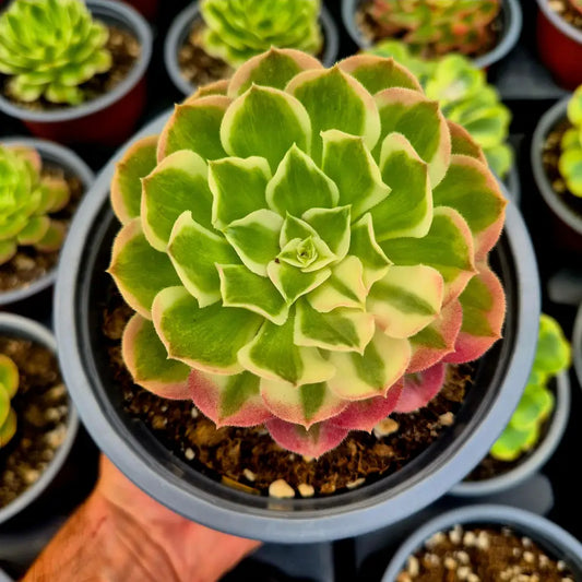 Aeonium ’Cloud Lotus’ variegado
