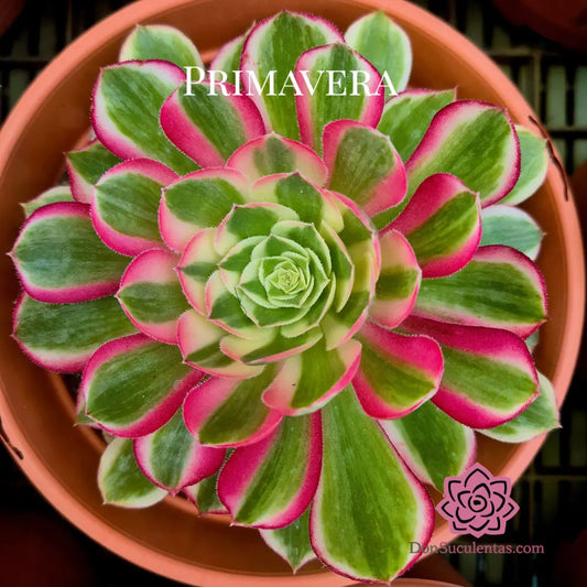 Aeonium ’Cloud Lotus’ variegado