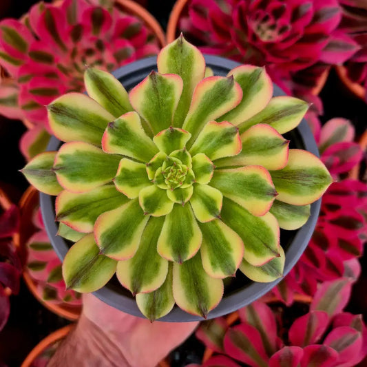 Aeonium ’Czar’ variegado