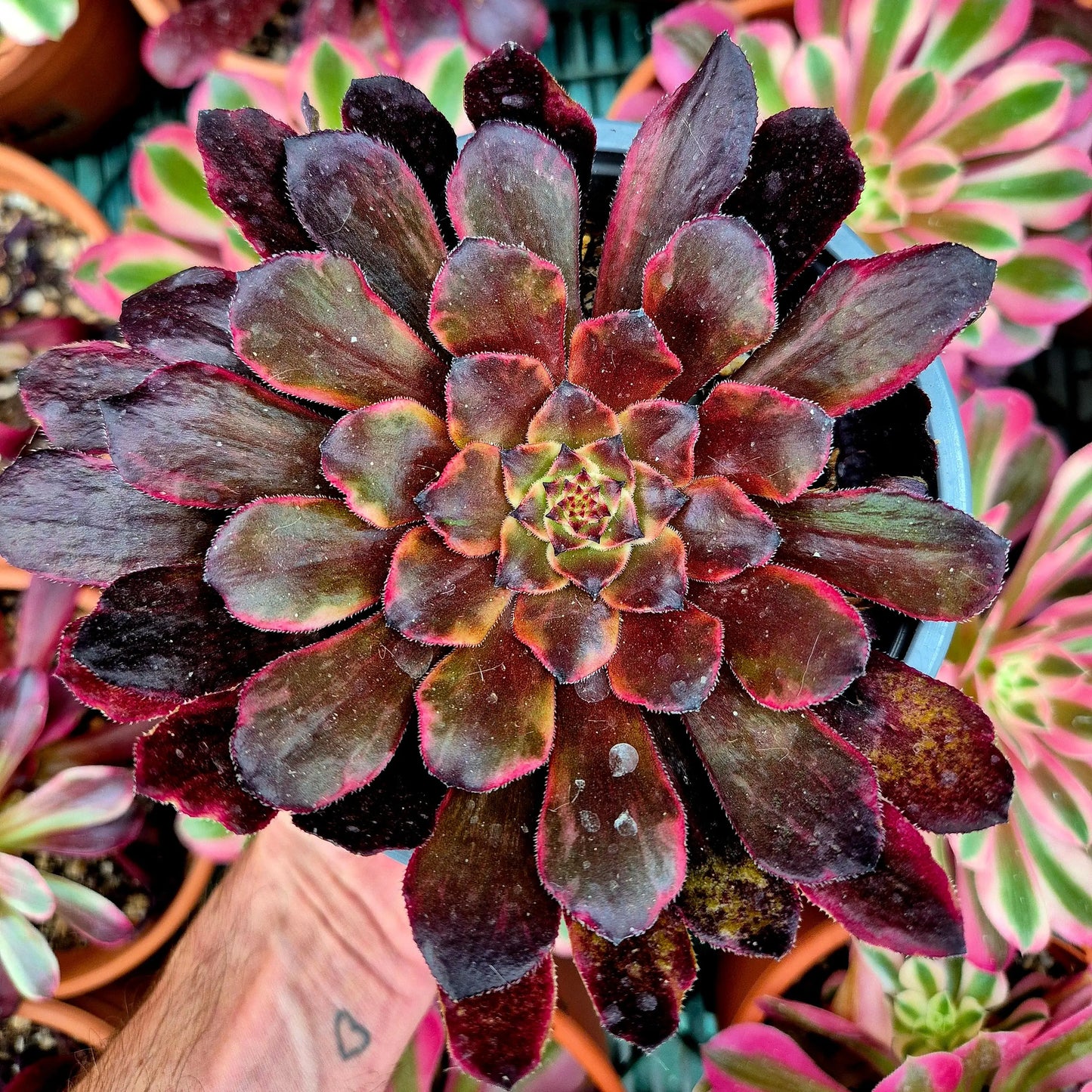 Aeonium ’Evening Glow’ variegado
