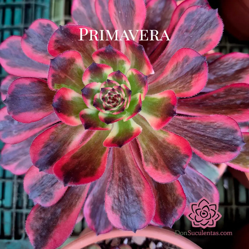 Aeonium ’Evening Glow’ variegado