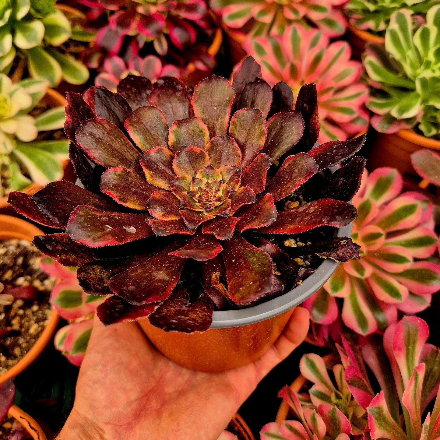 Aeonium ’Evening Glow’ variegado