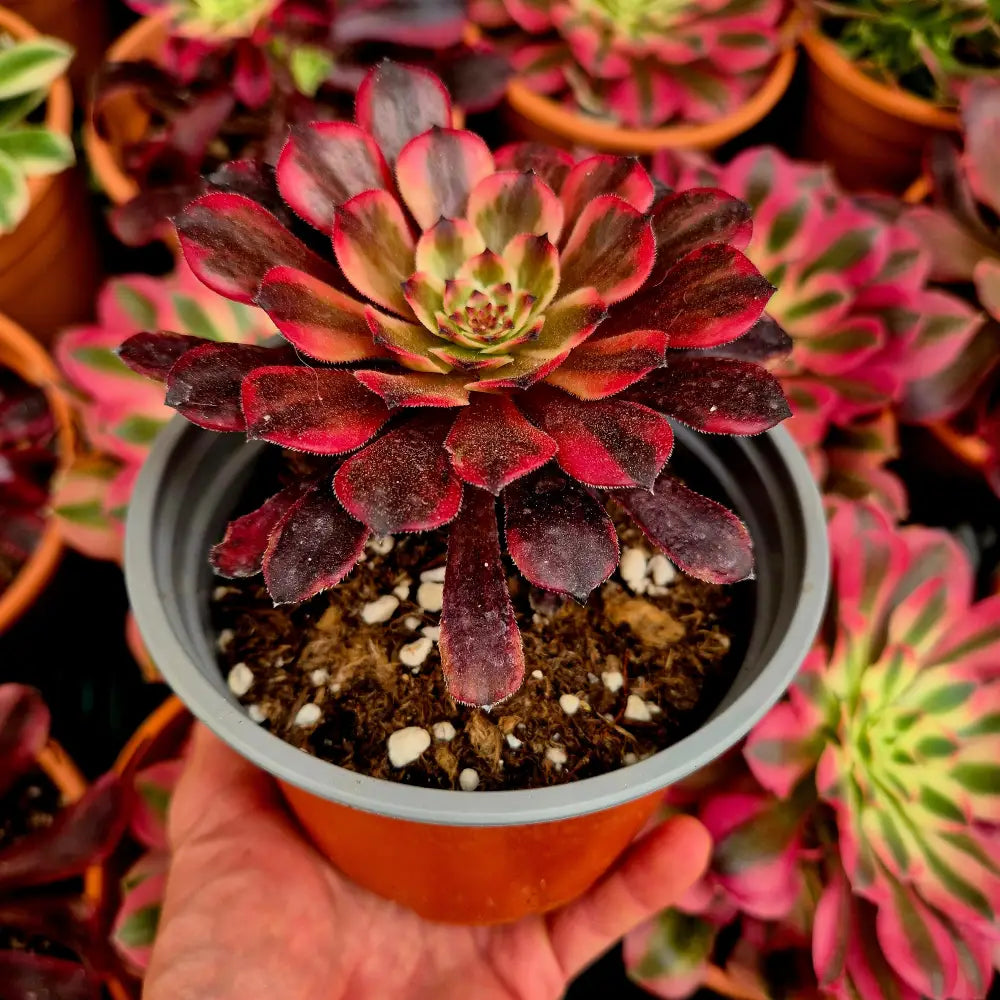 Aeonium ’Evening Glow’ variegado
