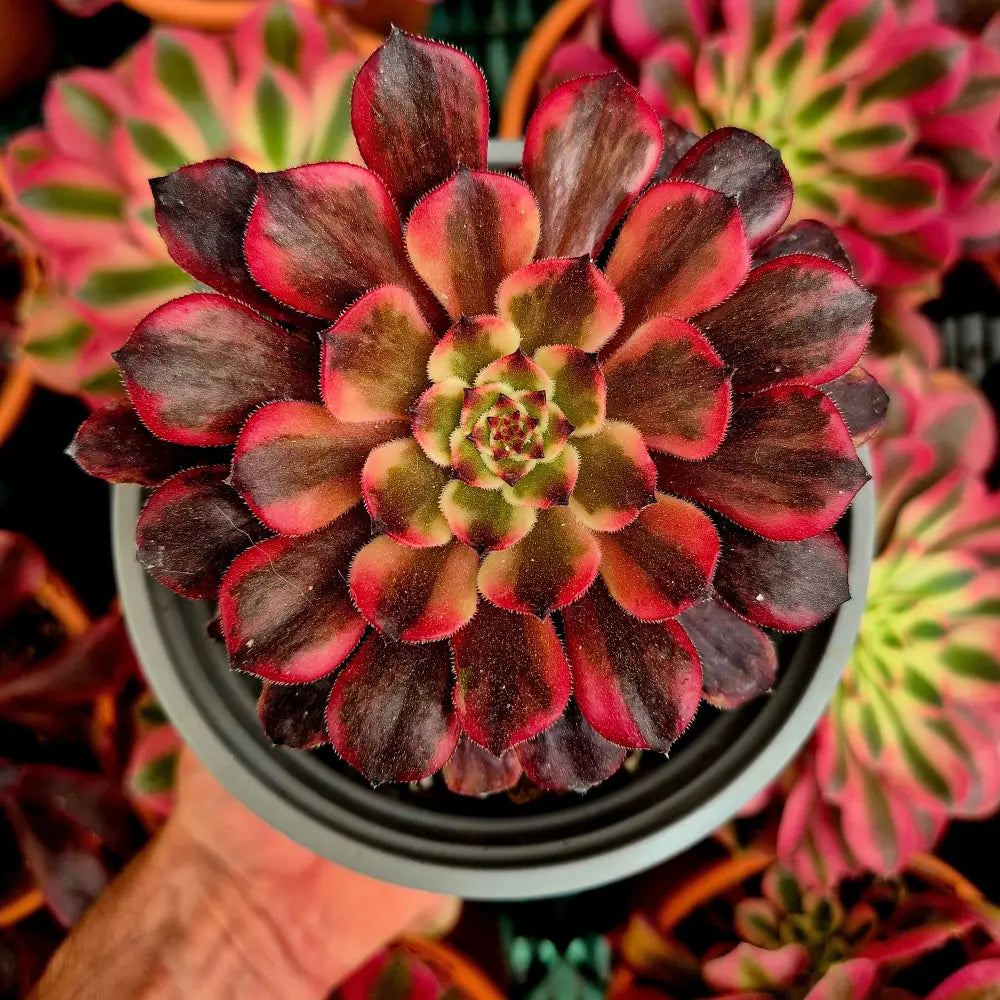 Aeonium ’Evening Glow’ variegado