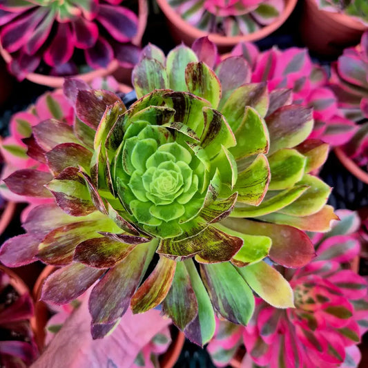 Aeonium ’Fiesta Big Bang’ variegado