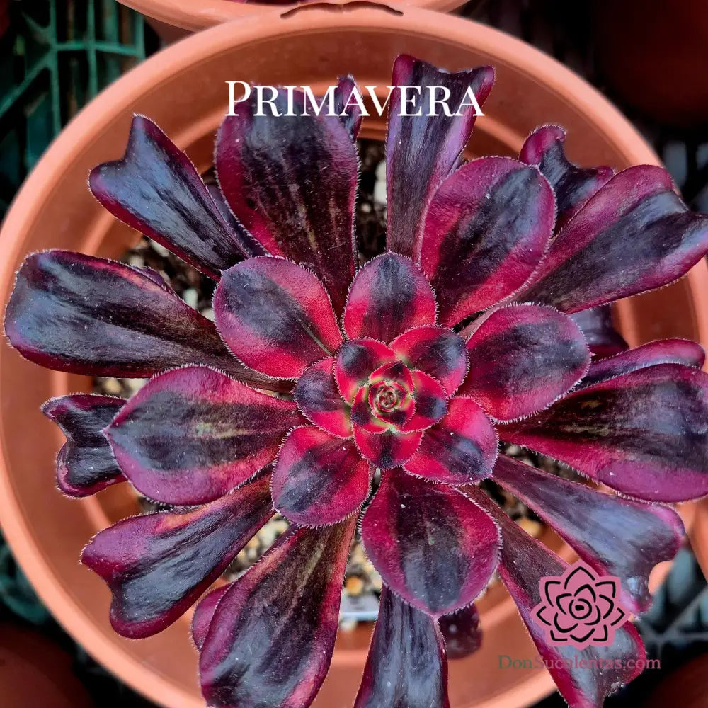 Aeonium ’Fire Kirin’ variegado