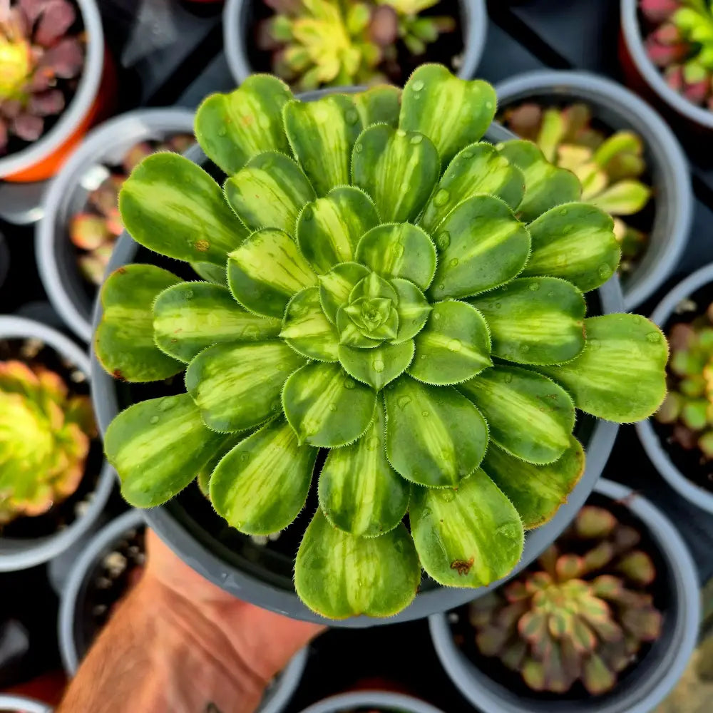 Aeonium ’Glaze’ variegado