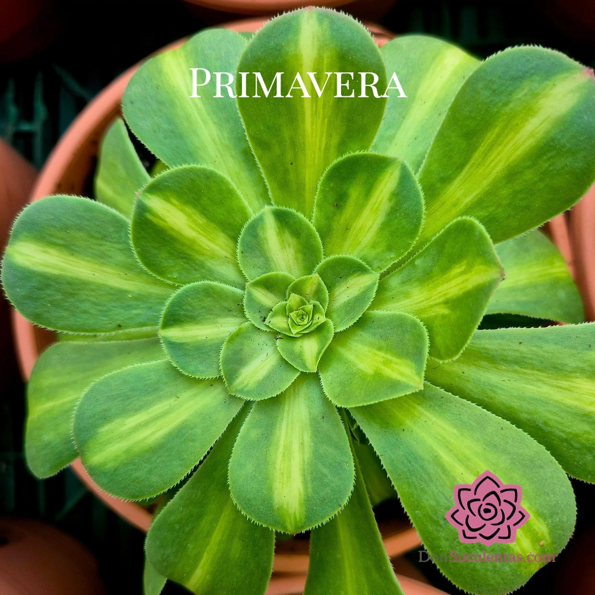 Aeonium ’Glaze’ variegado