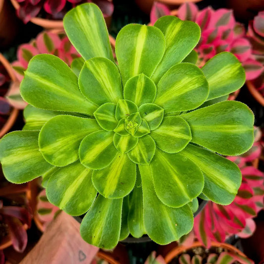 Aeonium ’Glaze’ variegado