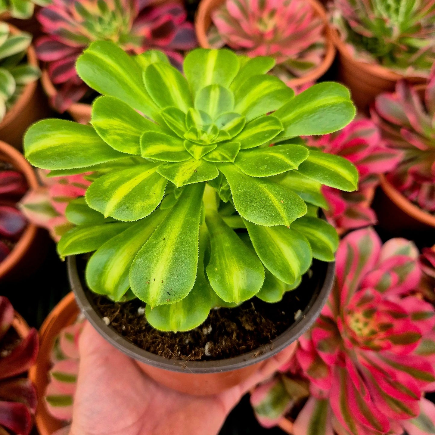 Aeonium ’Glaze’ variegado