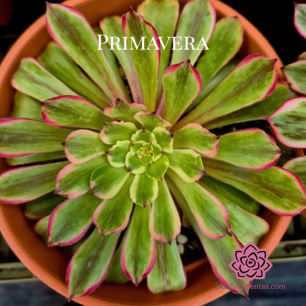 Aeonium ’Glow Worm’ variegado