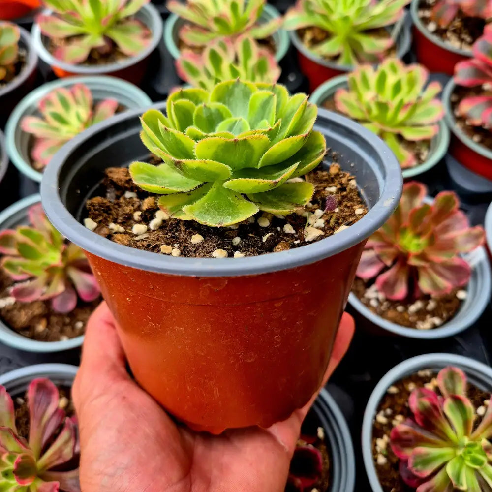 Aeonium ’Green Qingcheng’ variegado