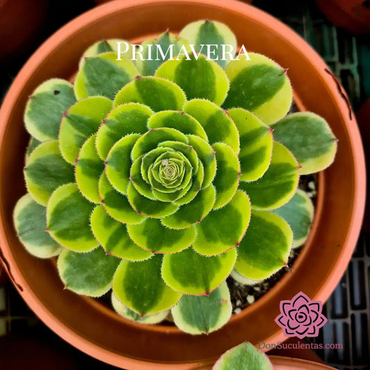 Aeonium ’Green Qingcheng’ variegado