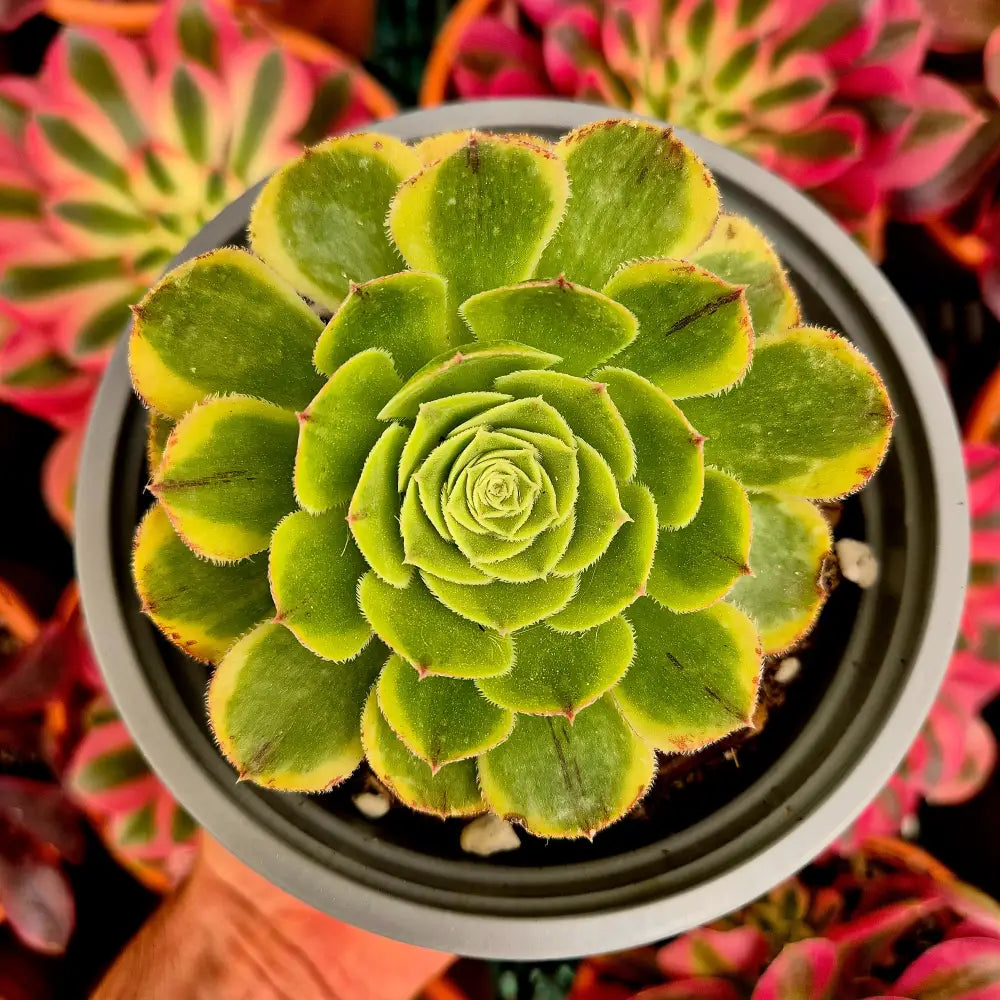 Aeonium ’Green Qingcheng’ variegado