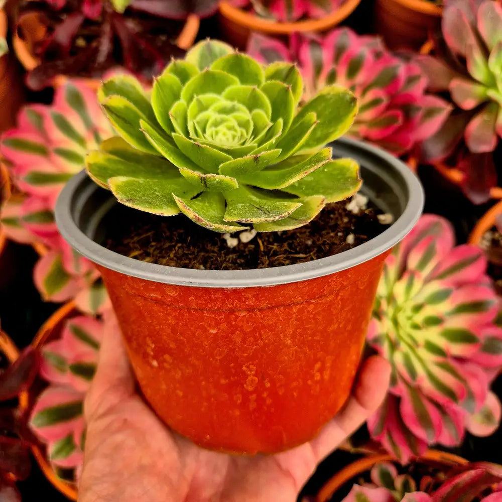 Aeonium ’Green Qingcheng’ variegado