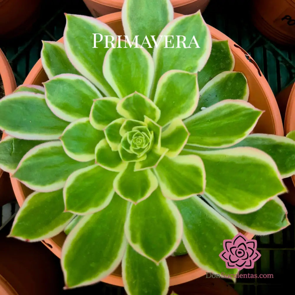 Aeonium ’Green Rose’ variegado