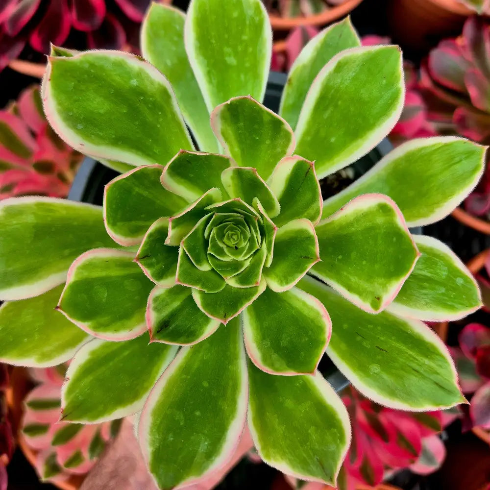 Aeonium ’Green Rose’ variegado