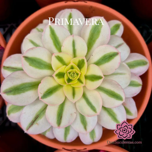 Aeonium ’Green Soul’ variegado