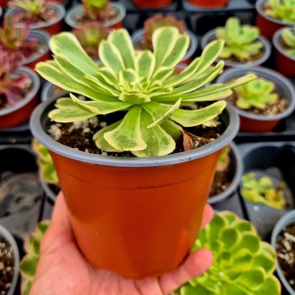 Aeonium ’Green Wave’ variegado