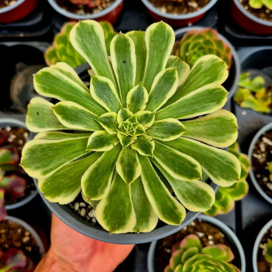 Aeonium ’Green Wave’ variegado