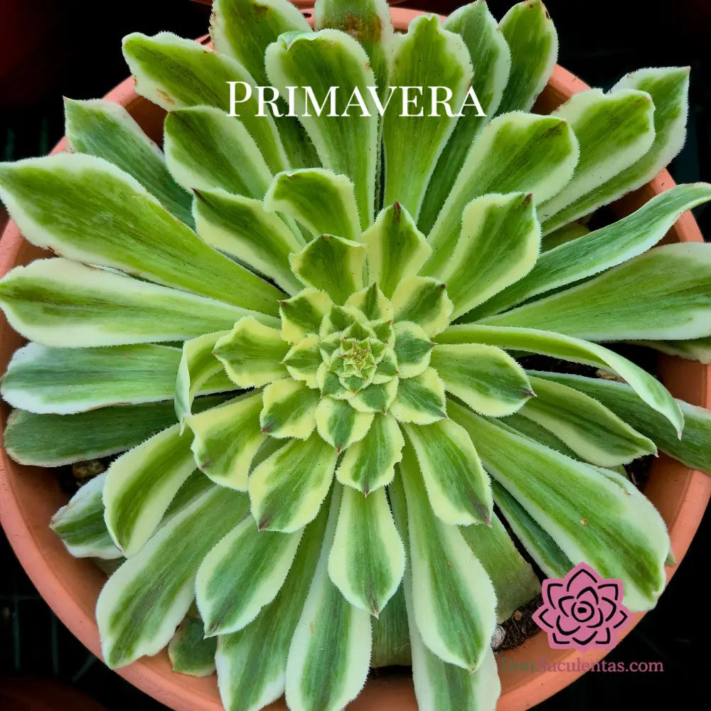 Aeonium ’Green Wave’ variegado