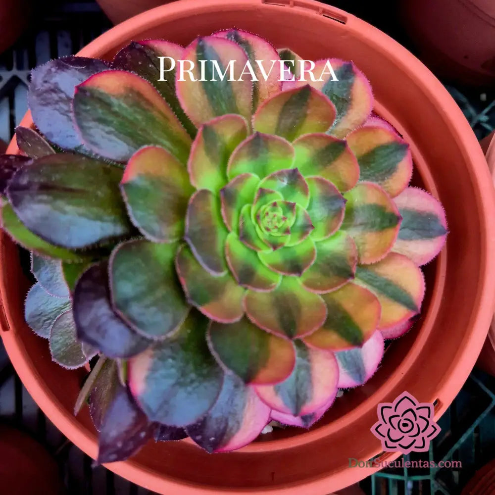 Aeonium ’Halloween’ rainbow