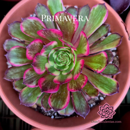 Aeonium ’Hong Yang’ variegado