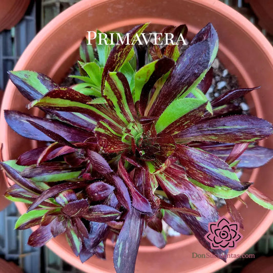 Aeonium ’Horus’ variegado