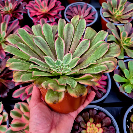 Aeonium ’Ink Painting’ variegado