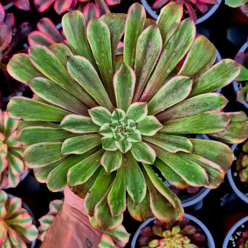 Aeonium ’Ink Painting’ variegado