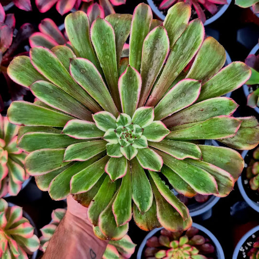Aeonium ’Ink Painting’ variegado